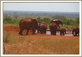 Emily's herd and orphans enjoying mud bath