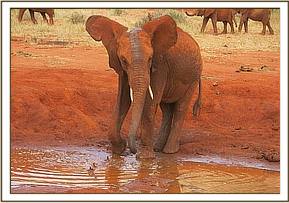 Lesanju splashing after pushing match
