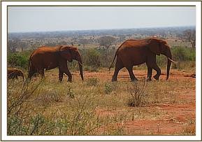 Lolokwe leading Thoma and Emma