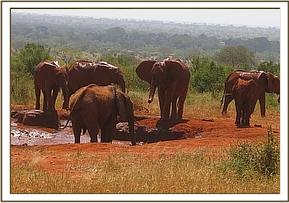 The orphans and Emily's herd having a mud bath
