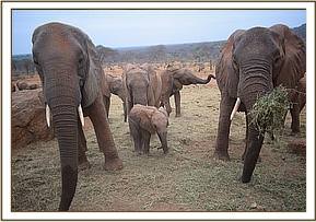 Naserian, baby Siku and Sunyei