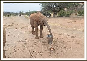 Namalok having his milk