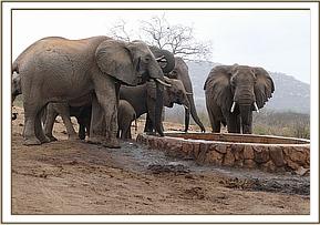 Wild elephant with Yatta's group
