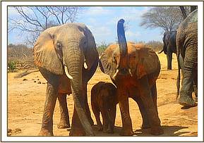 Yatta, baby Yoyo and Yetu