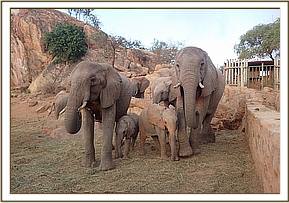 Sunyei and Kinna with babies Siku and Kama