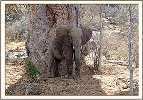 Namalok scratching his bottom on the tree
