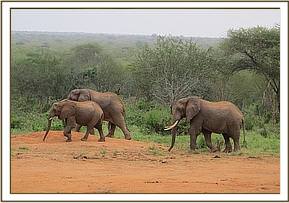 kina with wild bulls
