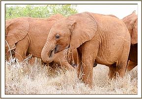 Ambo feeling jealous of little Musiara recently