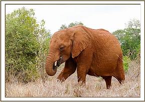 Kelelari the big boy