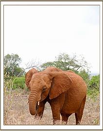 Kelelari is already quite a big bull!