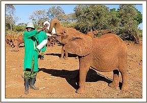 Big girl Ukame having her milk bottle