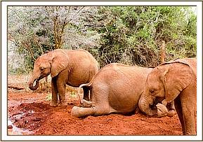 Ambo, Ngilai and Tamiyoi at mud bath