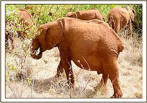 Kelelari going to play with Ndotto