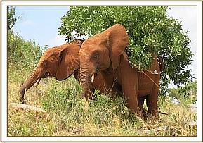 Lesanju and Lempaute browsing together