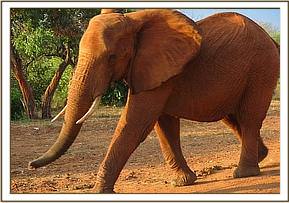 Tsavo