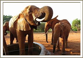 Laikipia standing in the stockade water trough