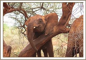 Lesanju scratching