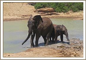 lualeni & ololoo