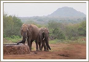 madiba & wild elephant