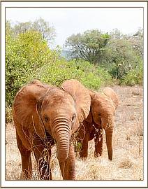 Ambo with Esampu behind