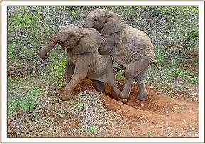 Napasha mounts Taita