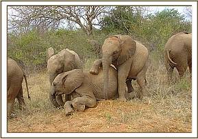 Wendi climbs all over Taita