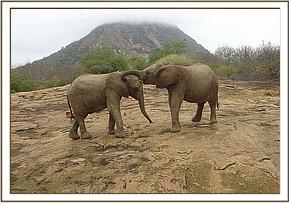 Taita pushes Napasha