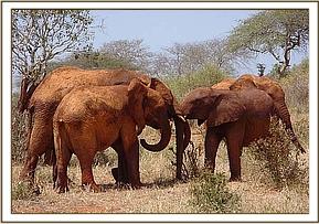 Laikipia seperates the babies who were fighting
