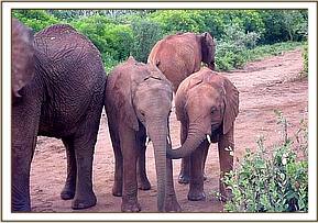 Mpala greet Sweet Sally.