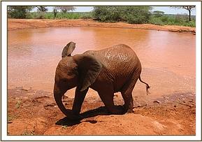 Lempaute leaving the mudbath