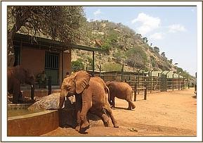 Lempaute scratching against a rock