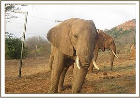 Laikipia