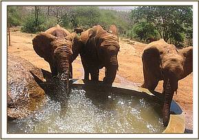 Lempaute left, Lesanju and Mzima