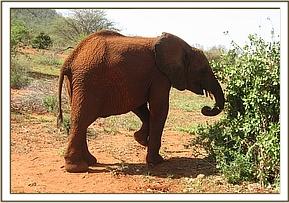 Lesanju scratching