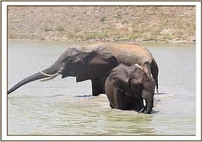 Yatta and Kanjoro in the water