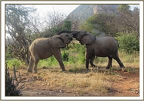 Orwa and Kanjoro playing