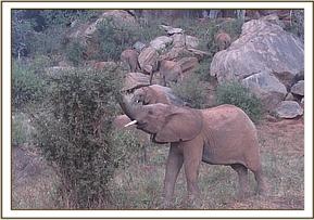 Orwa feeding