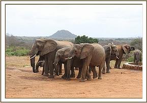 Yatta and Mulika's herd in the stockade