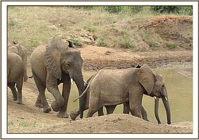 Kinna joins the orphans