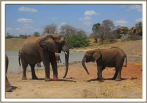 Nasalot and Narok