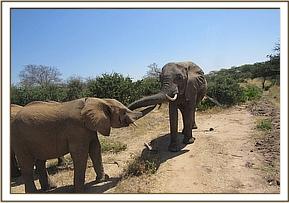 Vuria greets Yatta