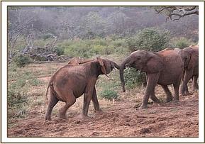 Orwa plays with Kilabasi