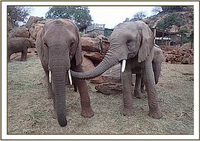 Orwa communicating with Kilabasi