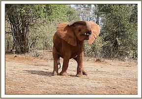 Mteto playing with her trunk
