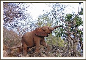 Madiba searching for a green branch
