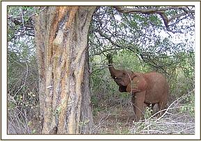 Wendi feeding