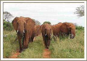 Laikipia leads the way to the waterhole