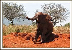 Laikipia scratching his buttocks