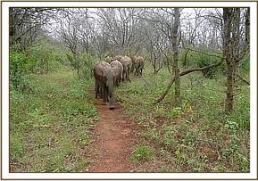 Ithumbah leading