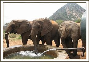 Yatta, Kinna & Selengai at stockade water trough